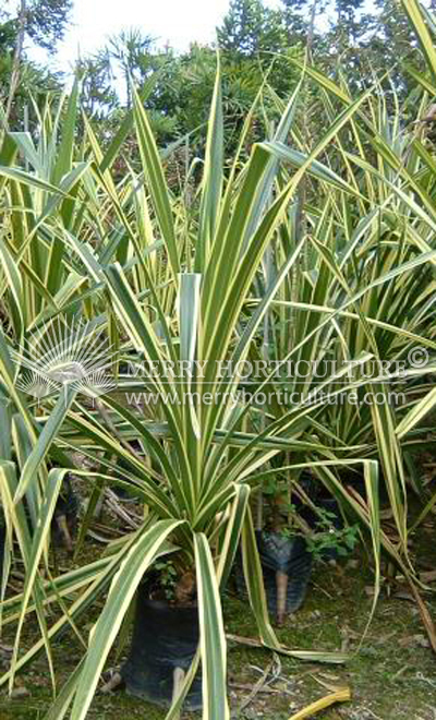 Pandanus tectoris yellow 1